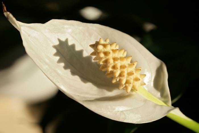 Початок цветок. Плоды спатифиллума. Растение початок с белыми цветами. Цветы спатифиллума зародыш. Зародыш спатифиллума фото.