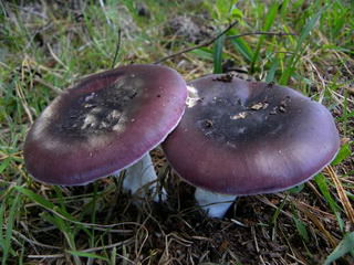 Как выглядят грибы синеножки