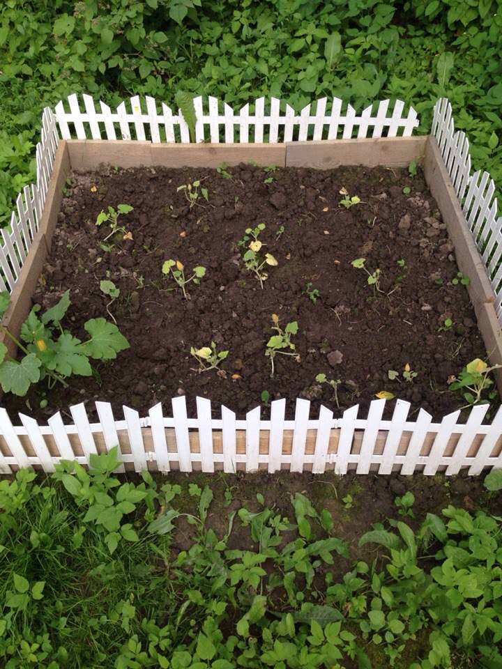 Почему не растут кабачки