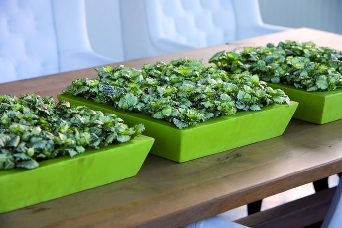 Сеянцам нужно обеспечить достаточное освещение и полностью исключить негативное воздействие сквозняков