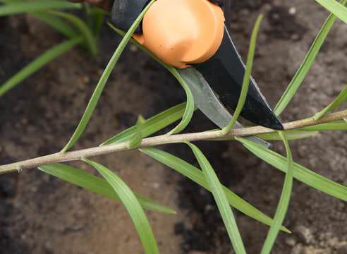 Некоторые виды и сорта лилии отличаются слишком медленным ростом луковиц, поэтому с целью размножения декоративной культуры применяется способ зеленого черенкования