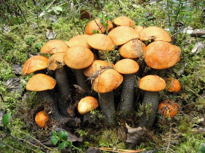 Полноценное плодоношение грибницы наблюдается через пару лет после посадки