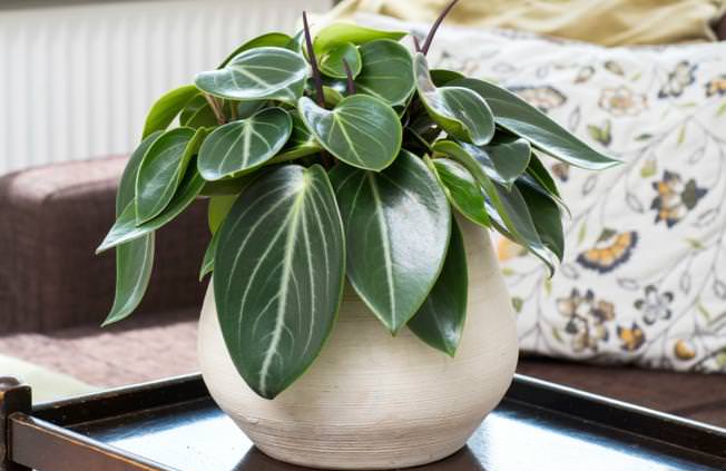 Первоначально, на что важно обратить своё внимание при содержании пеперомии, это температура воздуха и правильный режим полива