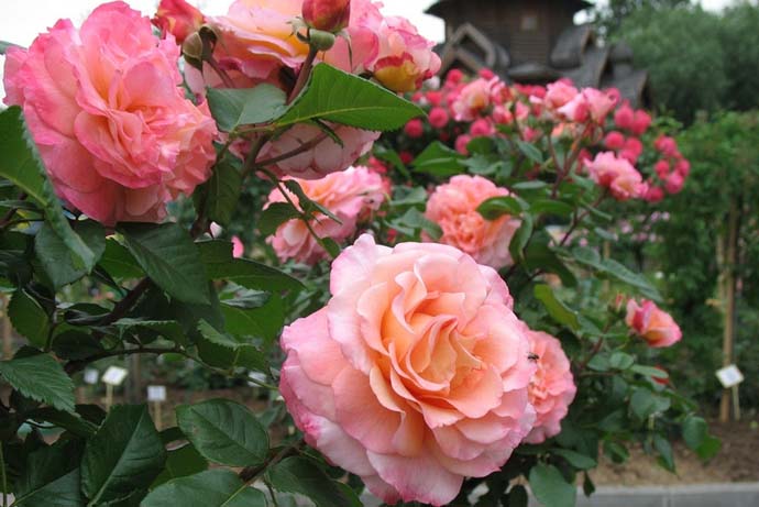 Крупноцветковые сорта чайно-гибридные розы лучше всего высаживать возле построек, террассы или беседки