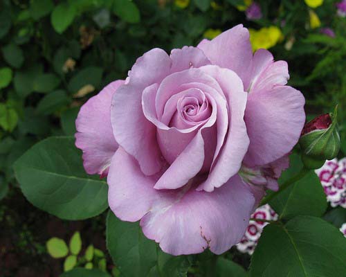 Роза Шарль де Голль пользуется популярностью