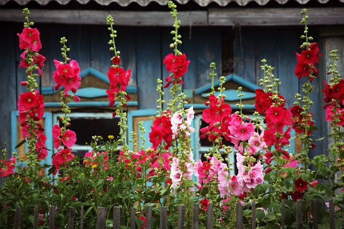 Штокрозу используют как растение, маскирующее хозяйственные постройки или посадки