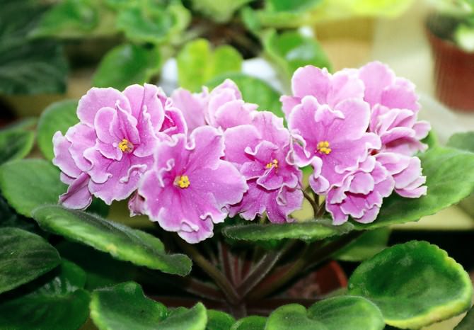 Листовая пластина фиалки узамбарской может иметь сильные отличия по окрашиванию