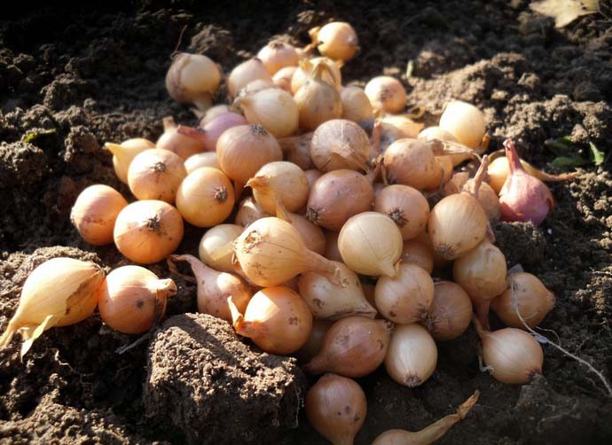 В первый год осуществляется выращивание лука-севка