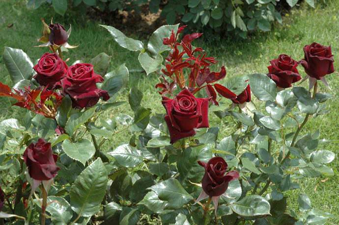 Черная роза Блэк Баккара от компании Meilland Star Rose очень востребована не только в приусадебном цветоводстве, но и в ландшафтном дизайне