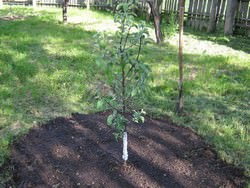 Вырастить обильно плодоносящее грушевое дерево на даче или приусадебном участке не слишком сложно