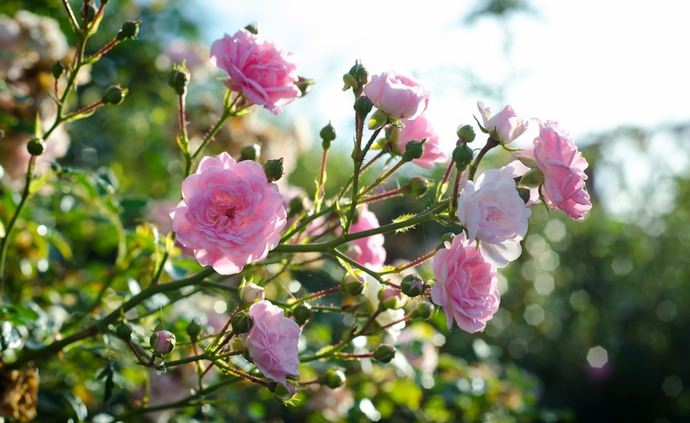 Миниатюрные розы прекрасно растут в полутени и отличаются нетребовательностью к почвенному составу