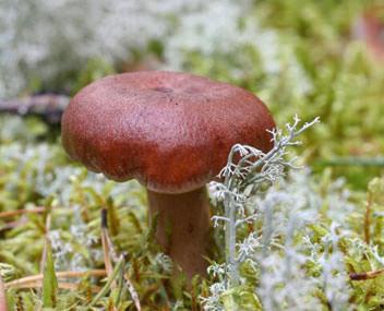 Гриб горькушка: описание, фото, где растет, съедобен или нет, похожие грибы, применение и выращивание