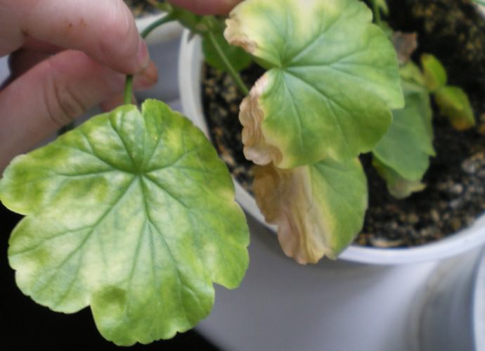 Если у герани начали сохнуть края листовых пластин, то растение получает недостаточное количество влаги