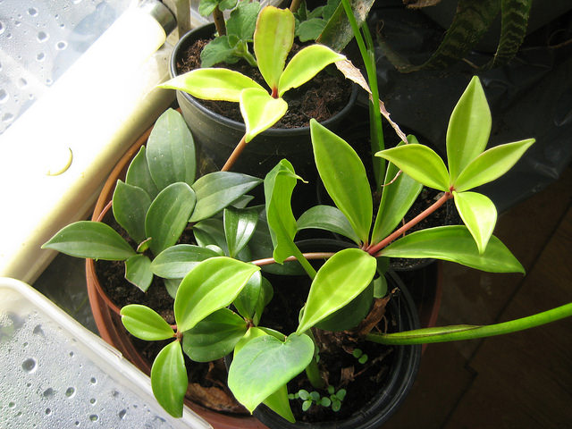 Пеперомия Перескиифолия P.pereskiifolia