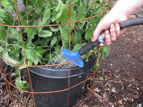 Перед дрожжевой подкормкой рекомендуется провести обильный полив томата нагретой на солнце водой