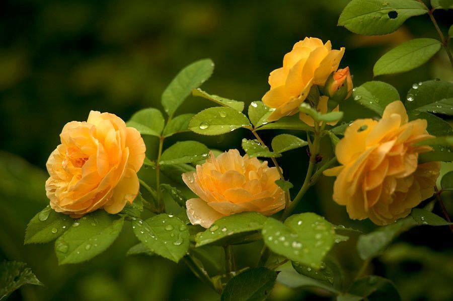 Розы с нежными беловато-желтыми цветками эффектно смотрятся с кремовыми сортами и гибридами