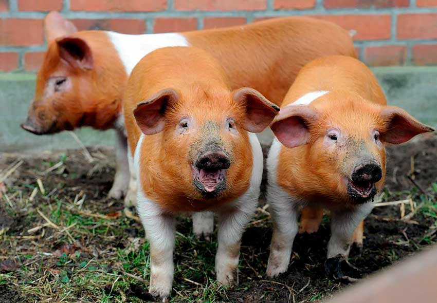 Породы свиней: мясные, сальные, популярные, необычные, характеристика,достоинства и недостатки, особенности содержания
