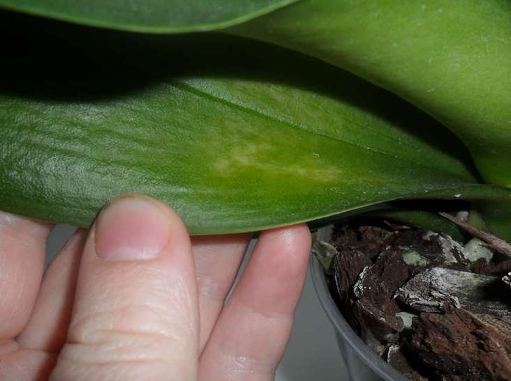 Наличие паразитов на орхидеи часто можно определить визуально