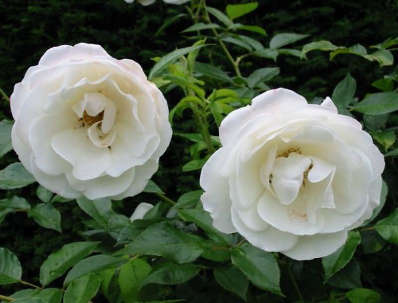 Популярная у цветоводов плетистая флорибунда сорта Айсберг отличается белыми, плоскими, чашевидными, средне-махровыми цветками