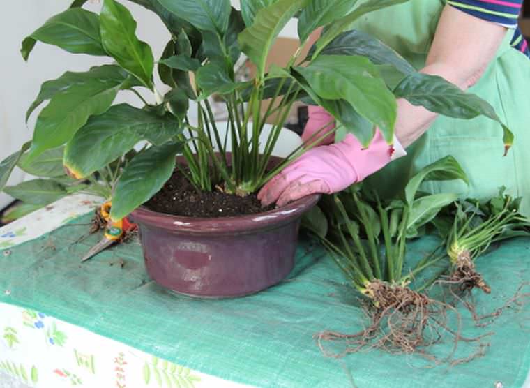 Рекомендуется использовать под посадку или пересаживание комнатной культуры Spathiphyllum невысокие посадочные емкости