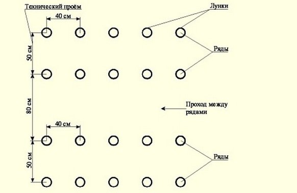 Томат настенька схема посадки