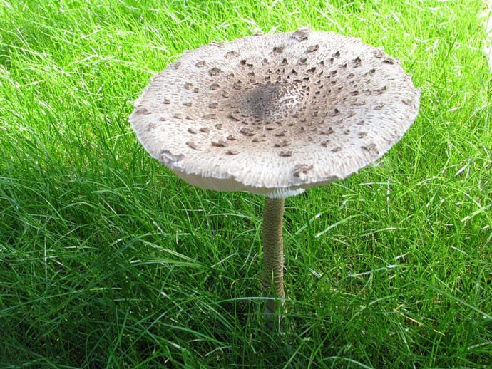 Можно попробовать выращивать съедобные грибы-зонтики
