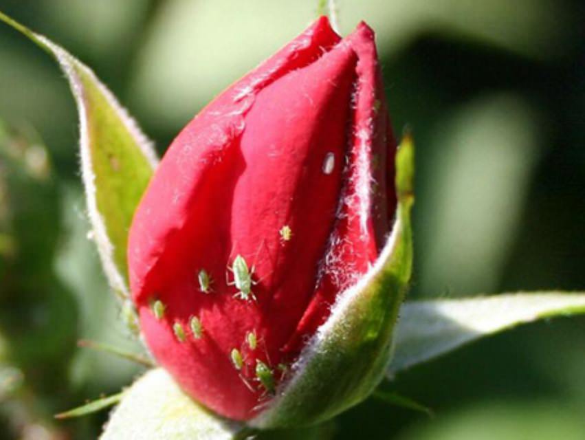 Кустовые розы: лучшие сорта и правила ухода