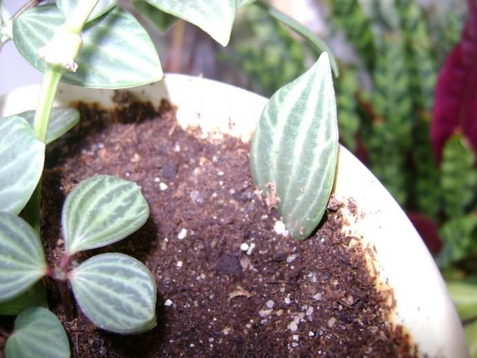 Пеперомию можно размножать черенками