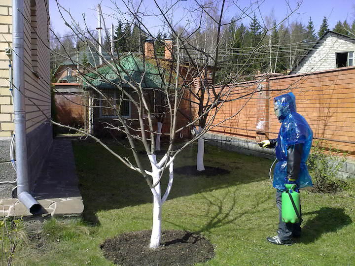 Сроки обработки деревьев весной