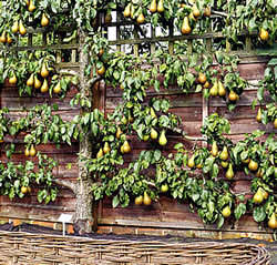 Выращивание фруктовых деревьев на шпалерах, советы, рекомендации, видео