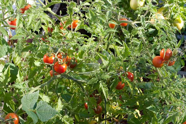 При культивировании помидоров в открытом грунте, а также в северных районах следует отдать предпочтение детерминантным сортам