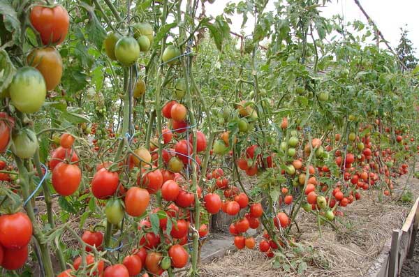 Индетерминантные томаты являются высокорослыми растениями, формирующими большое количество плодов