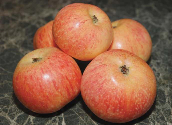 Плоды яблони «Конфетная» – этот природный конфитюр из яблок – не имеют себе равных
