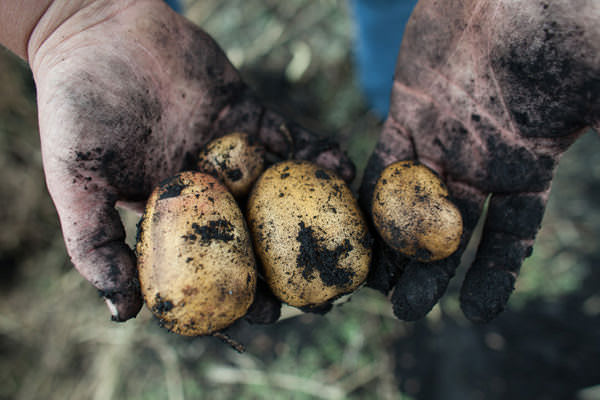 Картофель «Янка» не требователен к типу почв