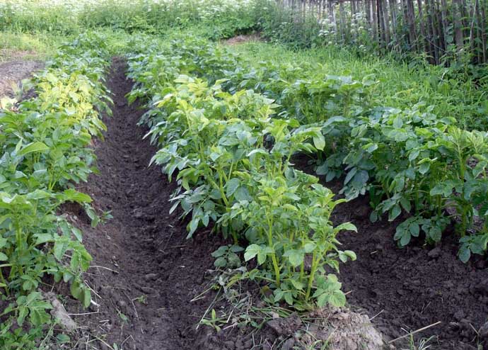 Проводить окучивание картофельных всходов сорта «Тирас» целесообразно после осуществления обильного полива или дождя