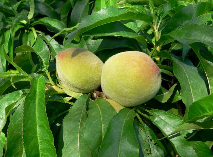 Летняя обрезка персика практикуется при формировании косточек в плодах