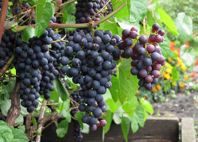 Виноград «Памяти Домбковской» – черный бессемянный зимостойкий сорт
