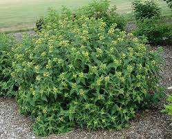 Диервилла — посадка и уход