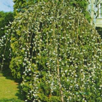 Ива козья сохраняет декоративный вид в любое время года