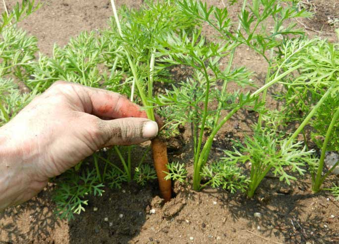 Морковь: от посадки до сбора урожая