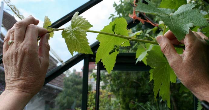 Летняя обрезка носит профилактический характер и помогает винограду легче перенести период активной вегетации