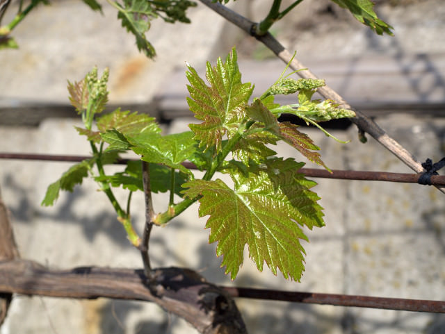Для посадки винограда «Страшенский» следует использовать участки с плодородной почвой и качественным освещением