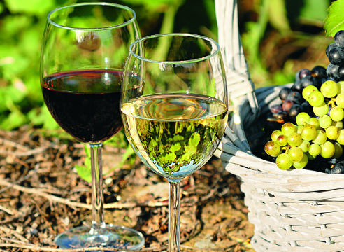 Технические сорта винограда предназначаются для переработки на виноматериалы