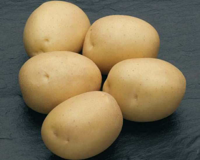 Картофель сорта «Наташа» обладает очень высокой устойчивостью к гнилям и черной ножке