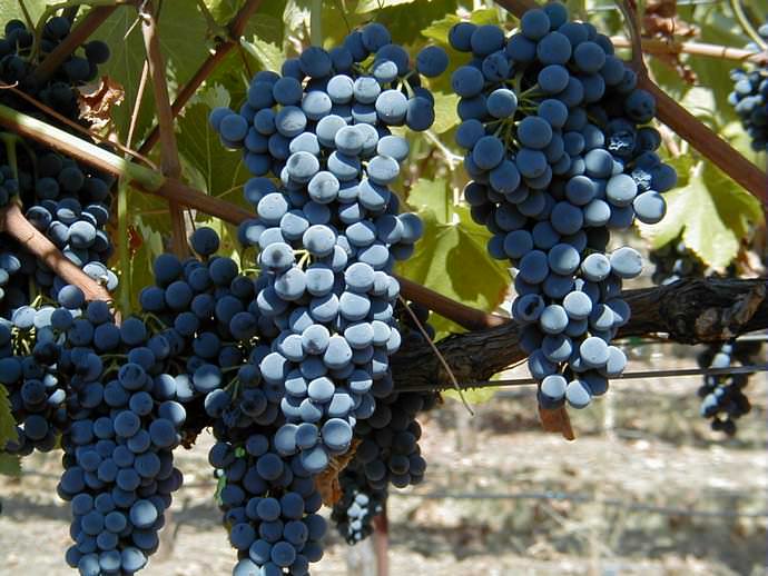 Черный виноград используется не только в свежем, но и в переработанном виде, для приготовления столовых и десертных сладких вин