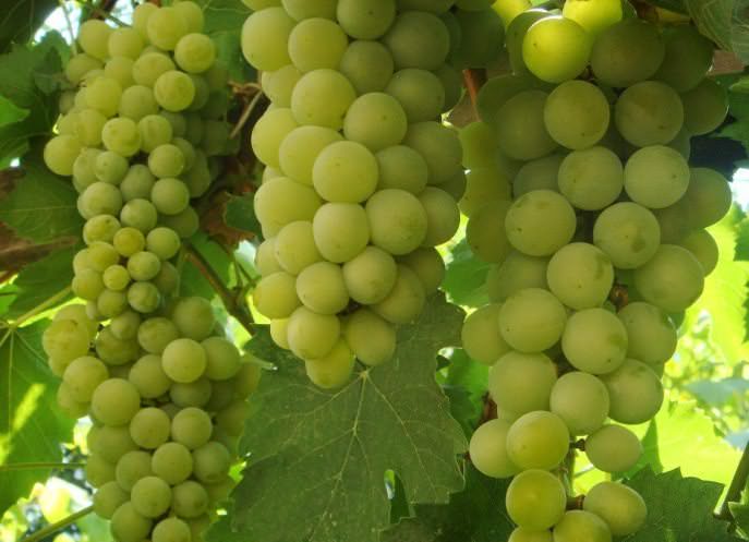 Лоза винограда «Цитронный Магарача» вызревает полноценно