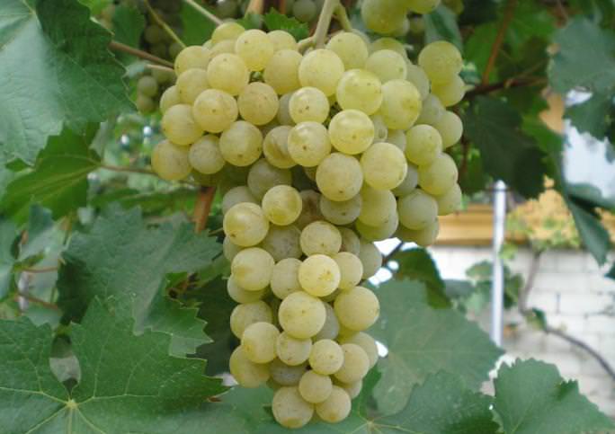«Цитронный Магарача» характеризуется как очень урожайный и любимый многими виноградарями гибрид