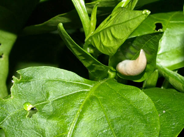 Слизень – очень распространённый вредитель, который ест листья и плоды перца, вызывая их порчу и загнивание