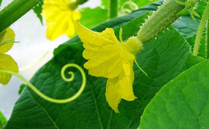 Огурец «Апрельский f1» относится к скороспелым партенокарпическим гибридам с преимущественно женским типом цветения