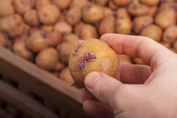 Посадка картофеля в гребни: преимущества, недостатки, технология,подготовка клубней, сроки и схема высаживания, правила ухода, отзывы